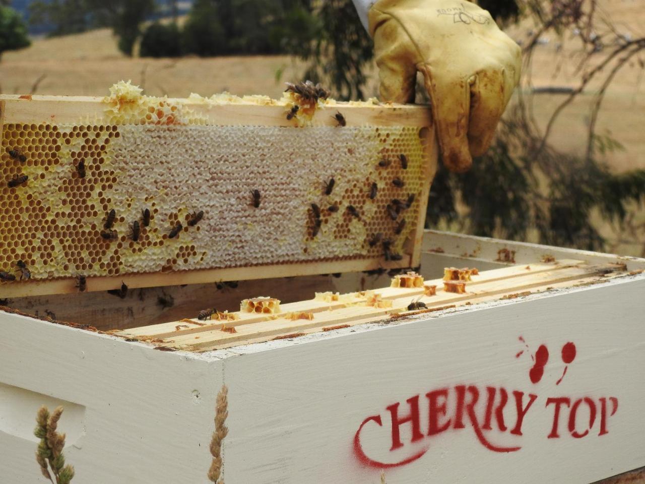 Cherry Top Farmstay - Boutique Eco Village Lilydale Kültér fotó